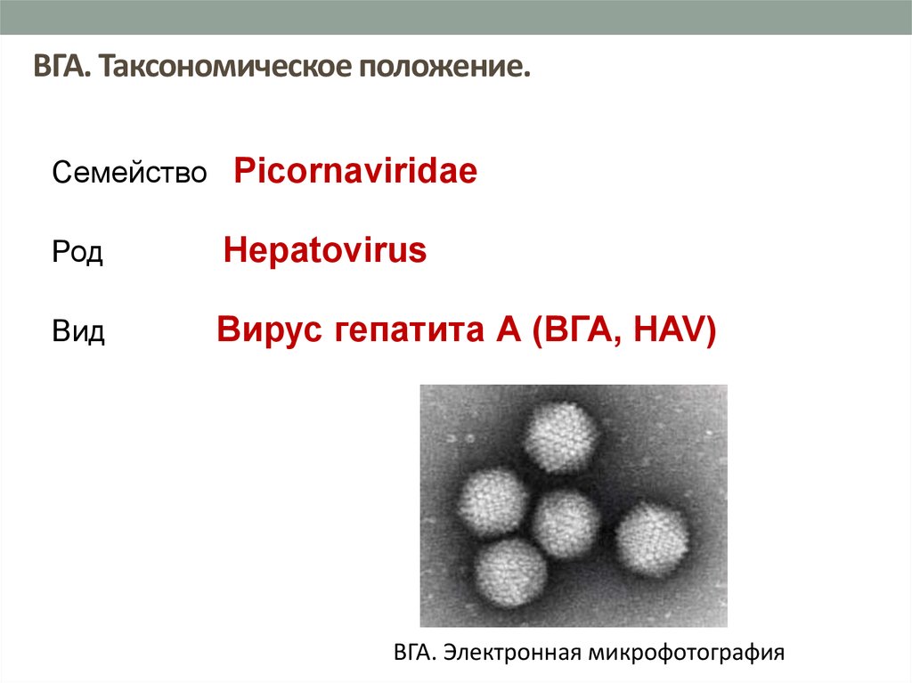 Неонатальные гепатиты презентация