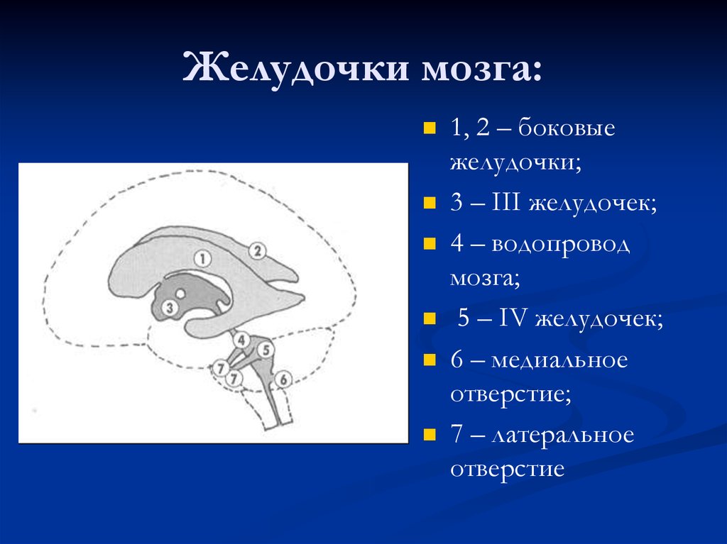Правый желудочек головного. 4 Желудочек головного мозга анатомия. Боковые желудочки головного мозга анатомия. Схема желудочков головного мозга. Четвёртый желудочек головного мозга схема.