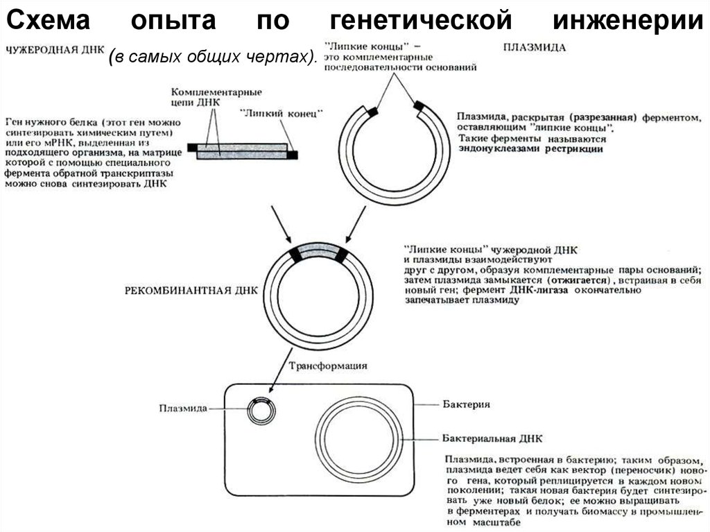 Вставка генов в плазмиду