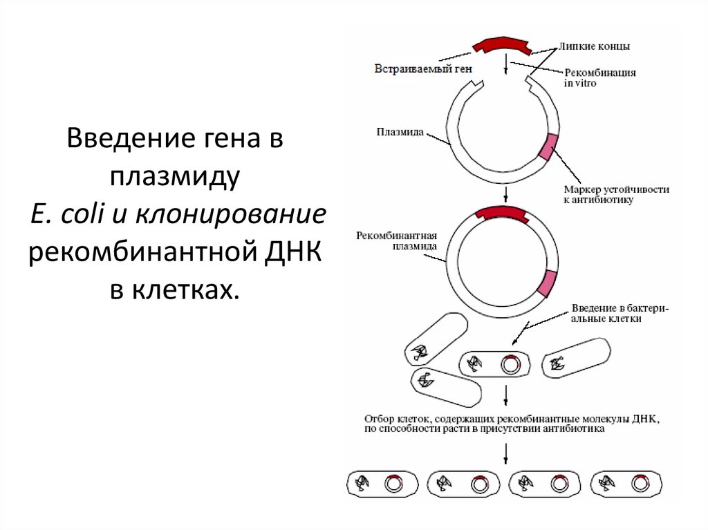 Получение рекомбинантного