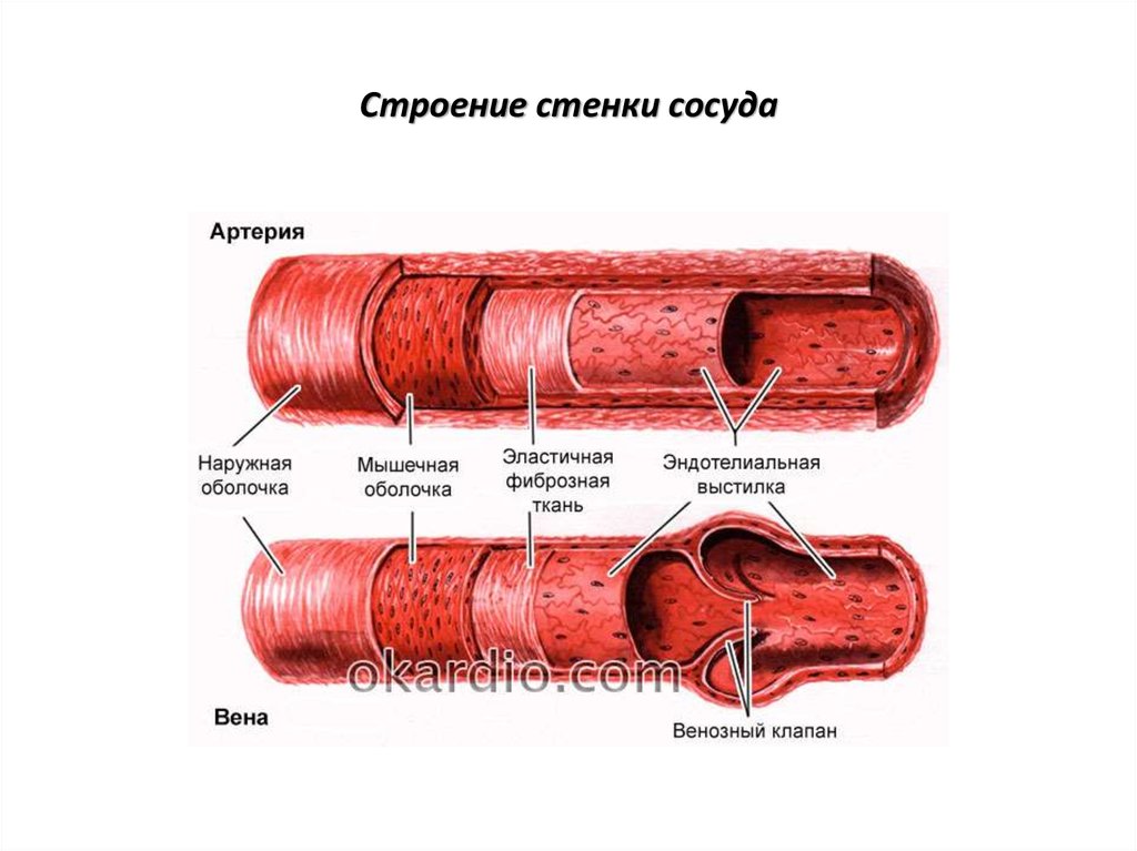 Стенки кровеносных сосудов. Строение стенки лимфатических сосудов. Стенка вен состоит из 3 оболочек. Артерия Вена капилляр эндотелий. Строение стенки лимф. Сосудов..