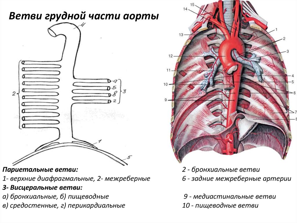 Схема артерий аорты