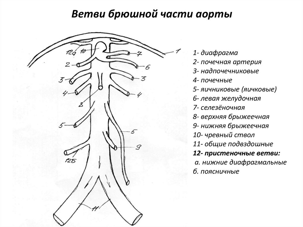 Ветви брюшной части аорты