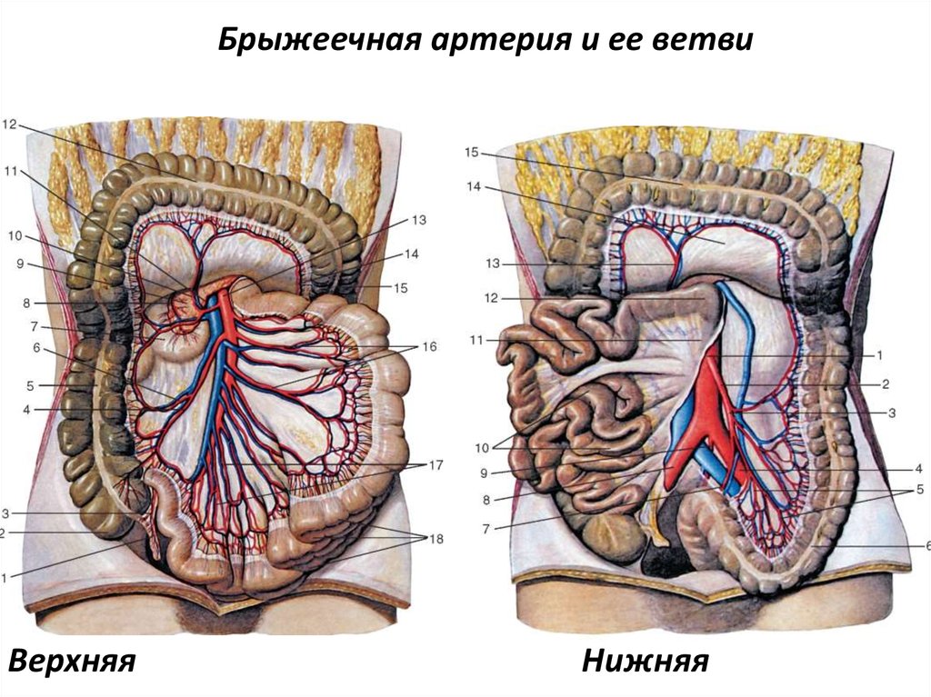 Кровоснабжение толстой кишки схема