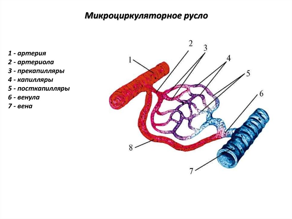 7 вен. Схема строения микроциркуляторного кровеносного русла. Сосуды микроциркуляторного русла схема. Схема микроциркуляторного русла гистология. Структура микроциркуляторного русла анатомия.