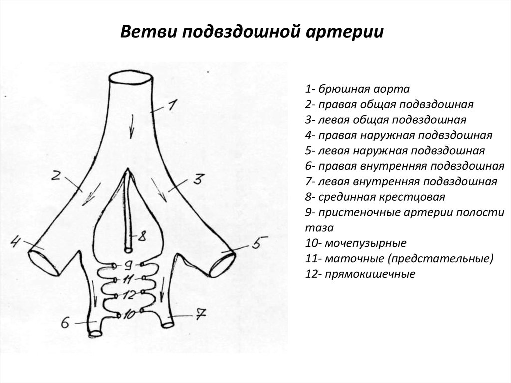 Наружная подвздошная артерия схема