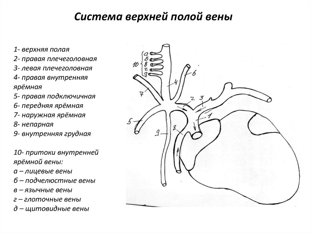 Нижняя система. Верхняя полая Вена анатомия схема. Верхняя полая Вена анатомия ветви. Система верхней полой вены анатомия. Схема верхней полой вены анатомия.