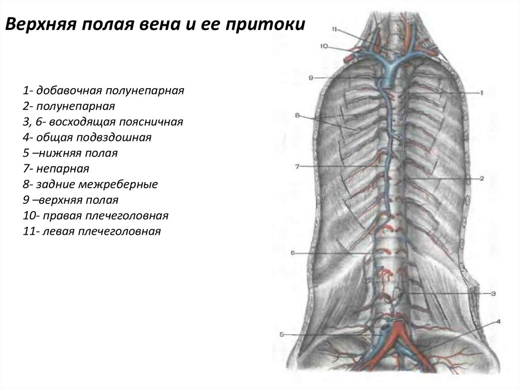 Нижняя верхняя вена. Верхняя полая Вена анатомия топография. Верхняя полая Вена анатомия притоки. Верхняя полая Вена образование топография притоки. Нижняя полая Вена и ее притоки анатомия.