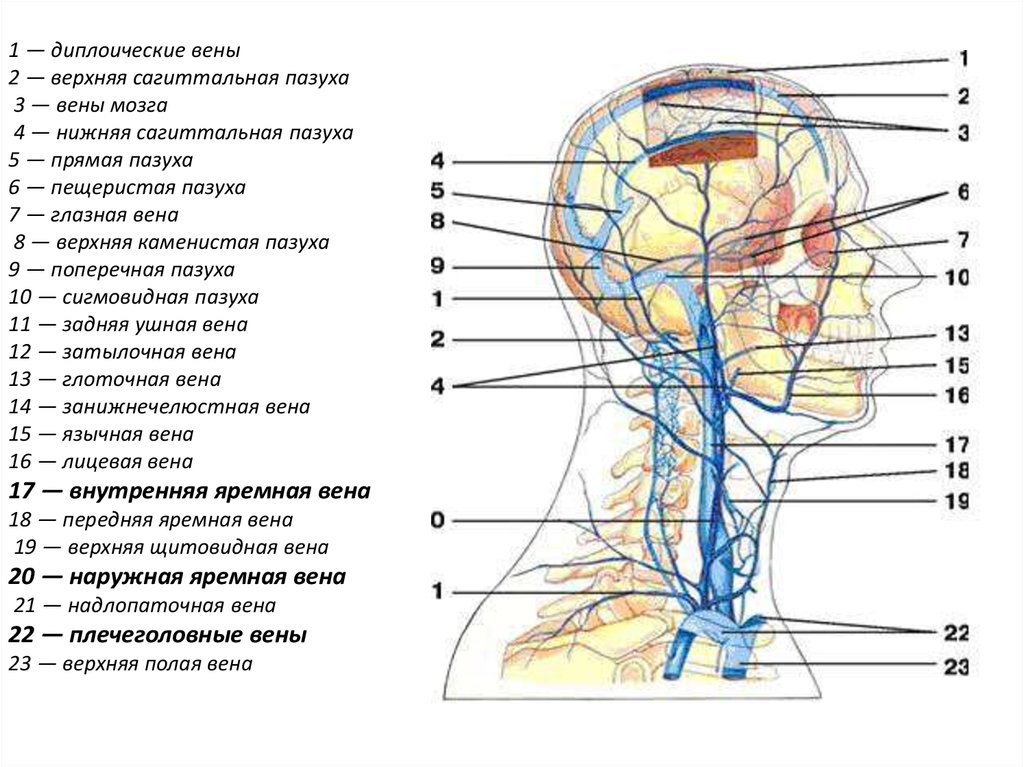 1 — диплоические вены 2 — верхняя сагиттальная пазуха 3 — вены мозга 4 — нижняя сагиттальная пазуха 5 — прямая пазуха 6 —
