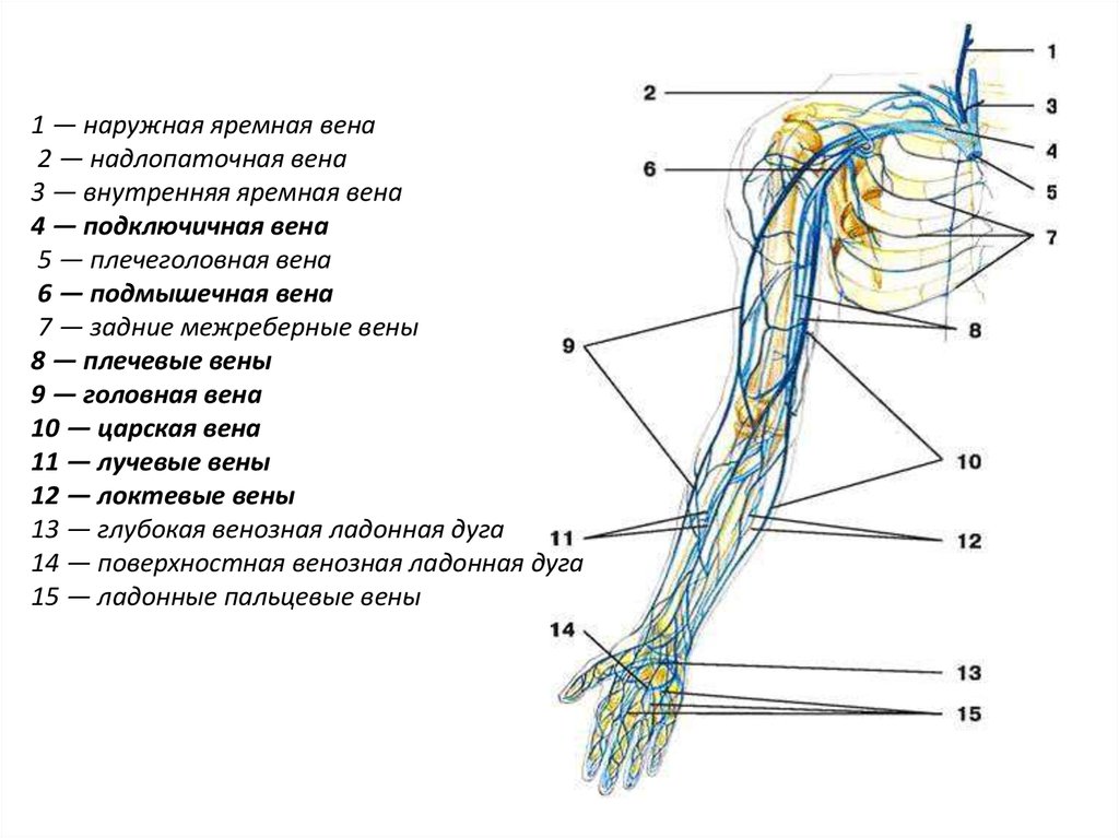 Кровообращение верхней конечности. Схема венозного кровотока верхней конечности. Лимфатические узлы верхней конечности анатомия. Подключичная и подмышечная Вена. Сосуды верхней конечности анатомия.