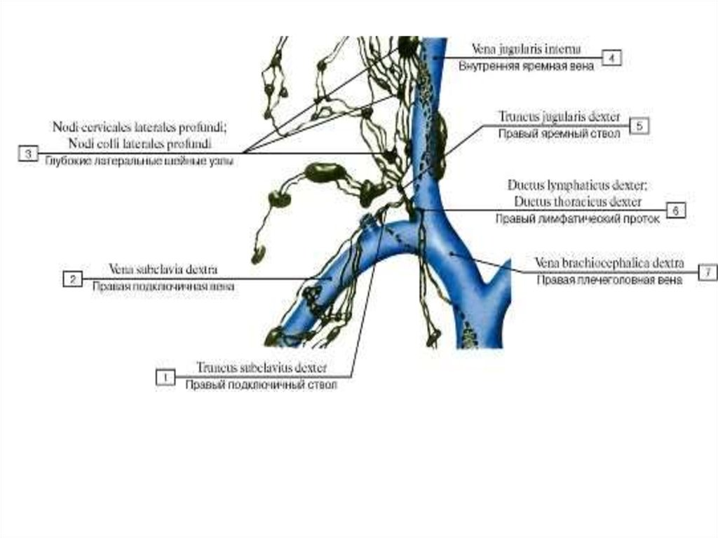 Внутренняя вена латынь. Яремный ствол лимфатическая система. Правый и левый яремные лимфатические стволы. Грудной лимфатический проток анатомия. Лимфатическая система правый лимфатический проток.