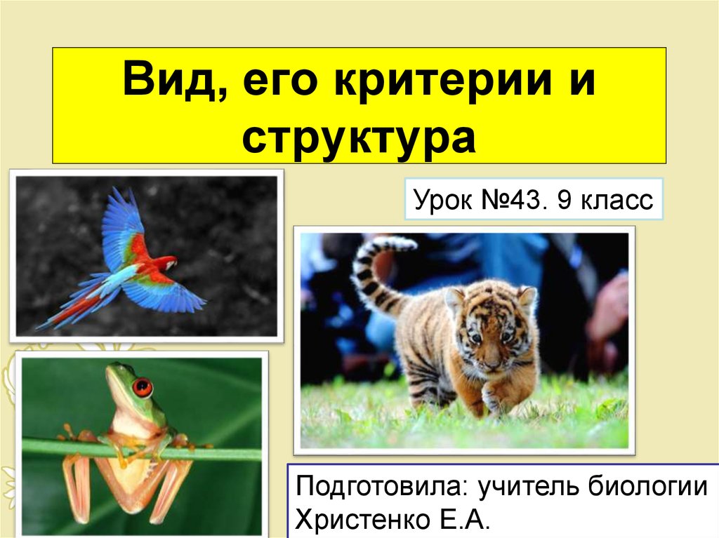 Вид это в биологии. Вид его критерии и структура. Презентация виды и его критерии. Вид и его критерии. Вид критерии и структура вида.