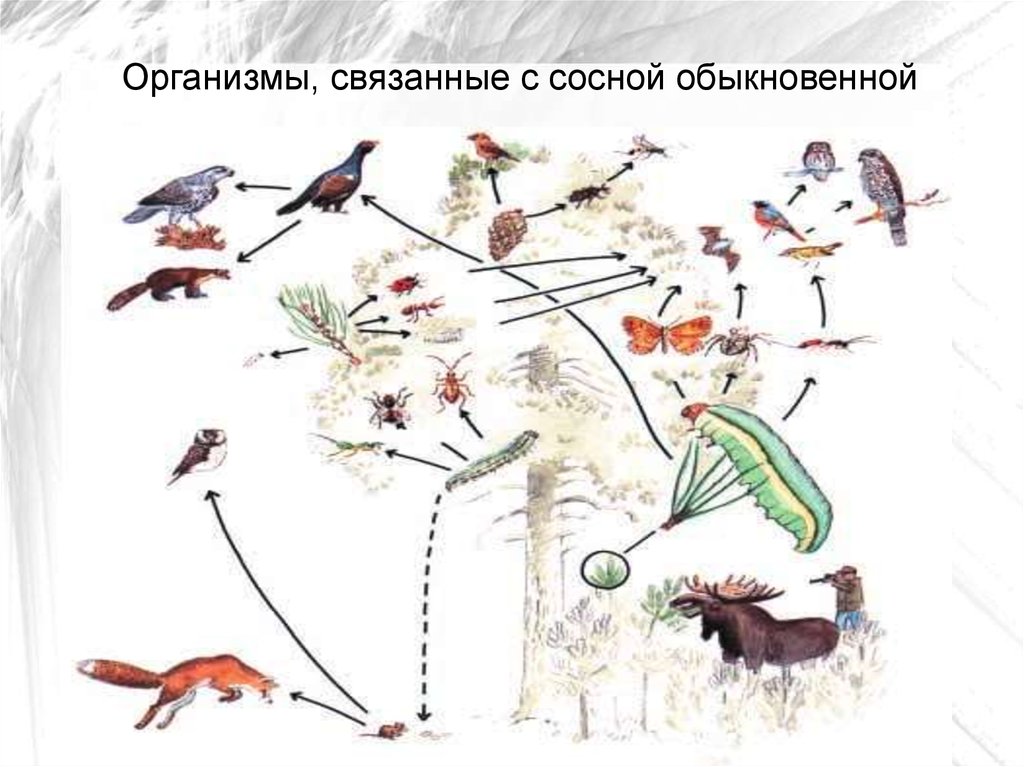 Биотические факторы рисунки