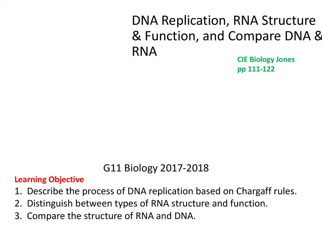 Dna Replication Rna Structure Function And Compare Dna Rna
