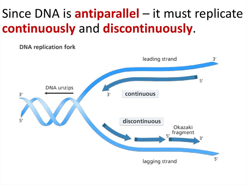 DNA Replication, RNA Structure & Function, and Compare DNA ... diagram simple schematic 