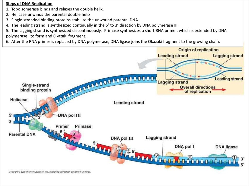 DNA Replication, RNA Structure & Function, and Compare DNA & RNA