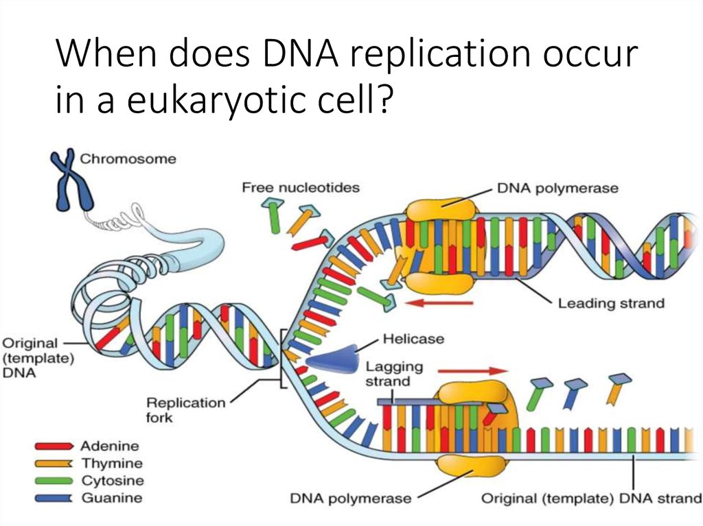 dna-replication-rna-structure-function-and-compare-dna-rna