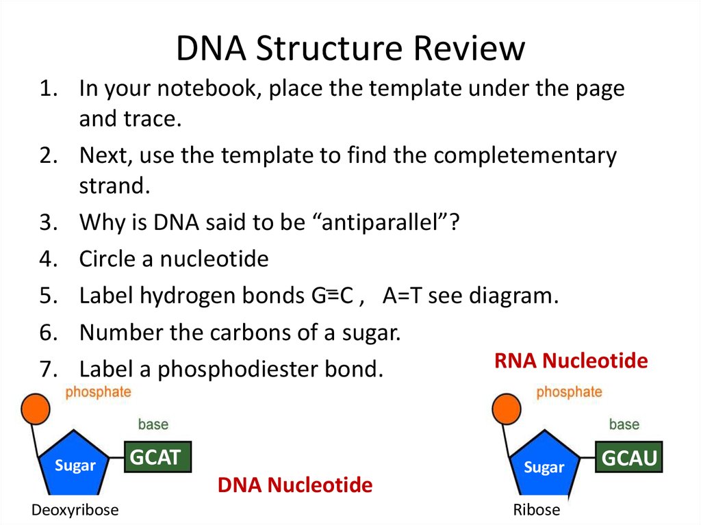 DNA Structure Review