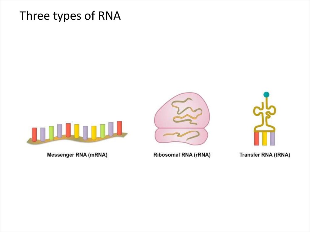 types of rna