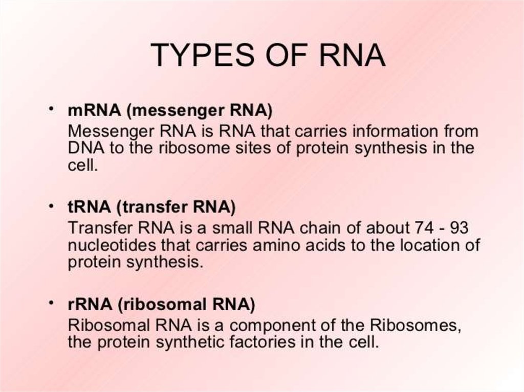 Rna and protein synthesis answer key gizmo bing. 