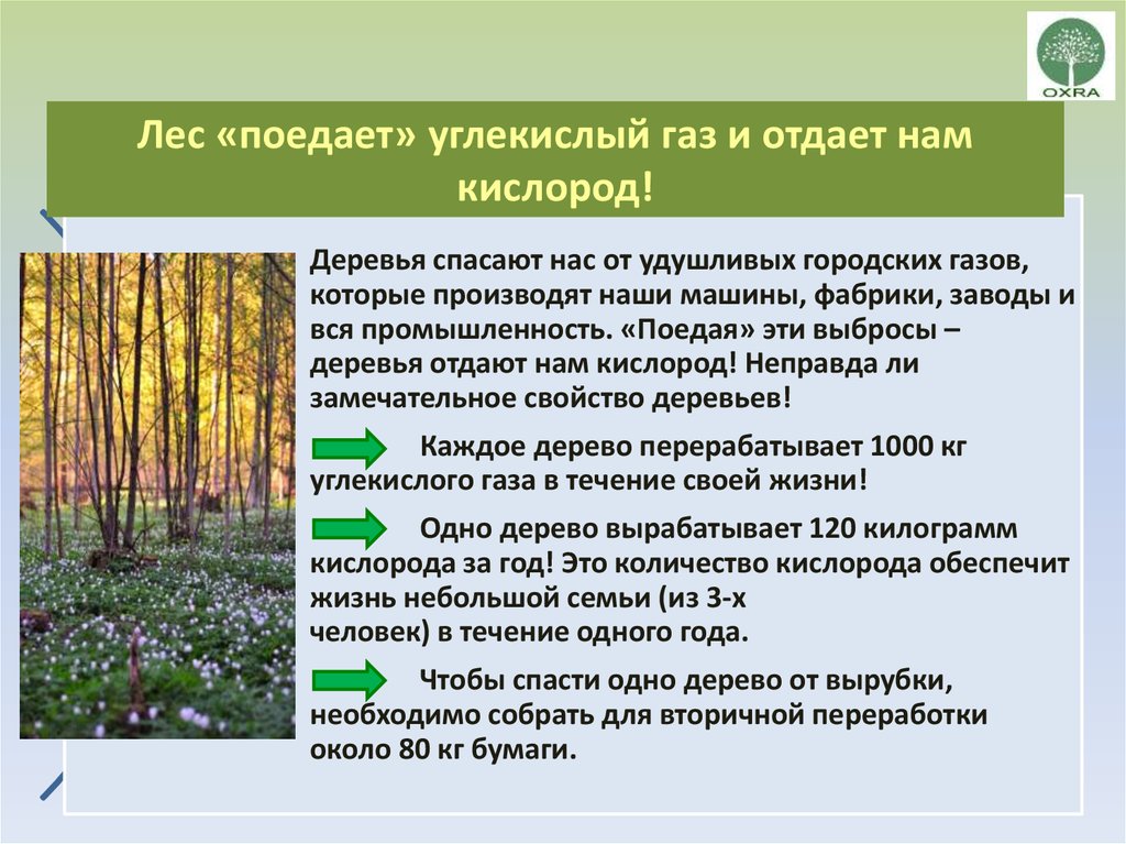 Растительные сообщества конспект кратко. Лес поглощает углекислый ГАЗ И выделяет кислород. Растения влияющие на окружающую среду. Какое дерево выделяет больше всего кислорода. Деревья авлеляют углекислый ГАЗ.