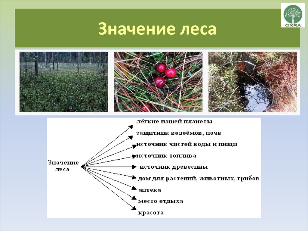 Значение леса в жизни северян 3 класс морянка схема