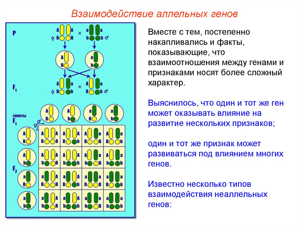 Вместе ген. Тип взаимодействия между аллельными генами. Типы взаимодействия аллельных генов. Формы взаимодействия аллельных генов. Аллельные гены и их взаимодействие.