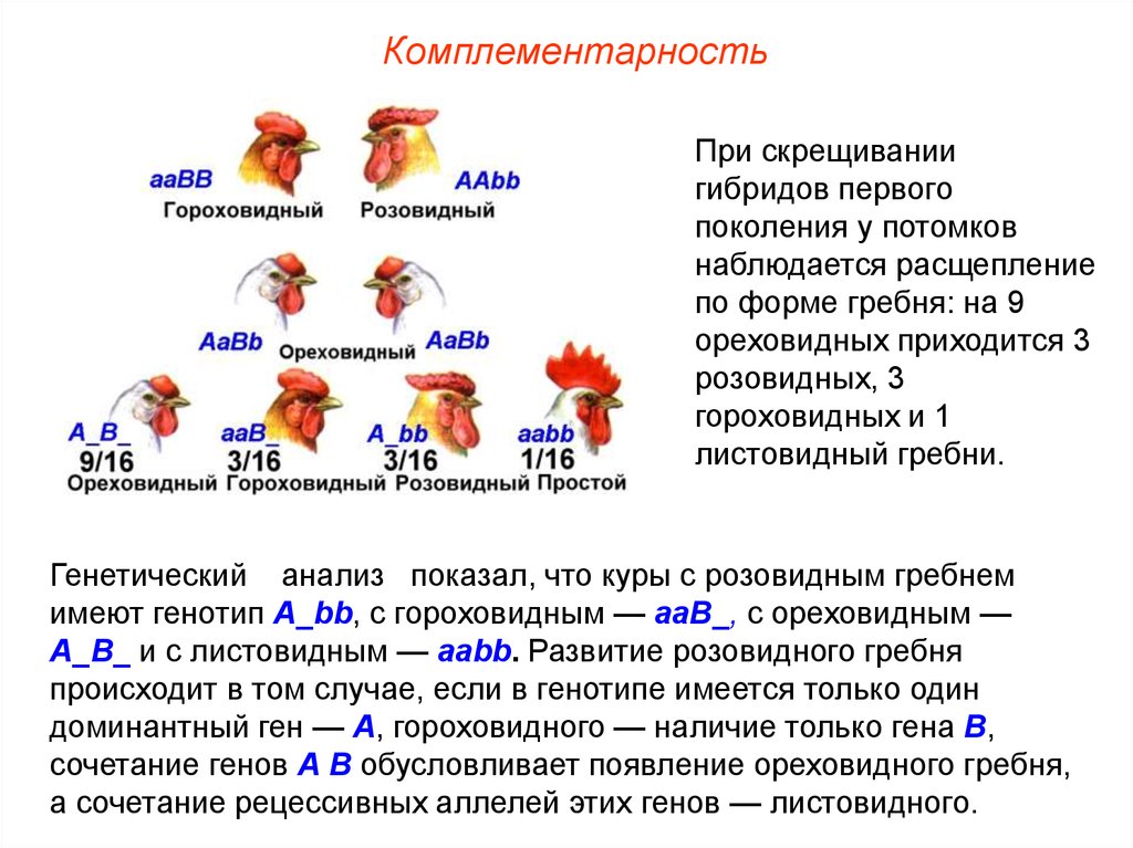 У куриц гетерогаметный женский пол. Комплементарное взаимодействие генов гребень кур. Комплементарность генетика форма гребня у кур. Комплементарное взаимодействие генов примеры. Взаимодействие неаллельных генов комплементарность.