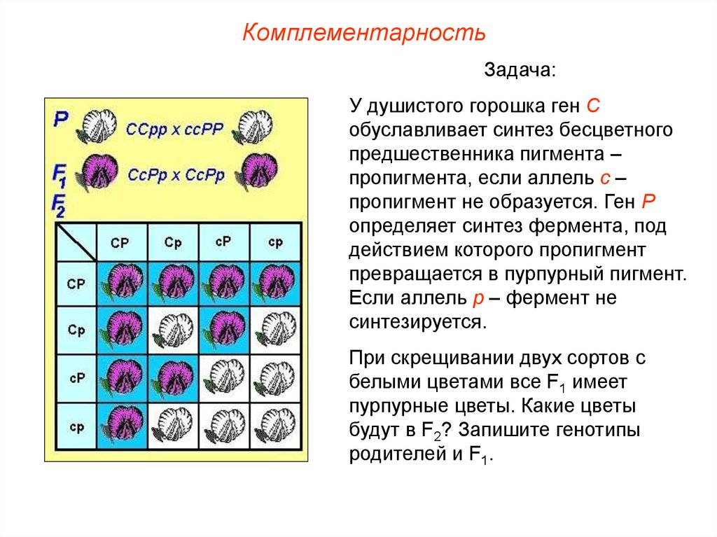 Задача про горох. Комплементарность душистый горошек. Синтез пигмента у душистого горошка. Скрещивание душистого горошка. Окраска венчика душистого горошка комплементарность.