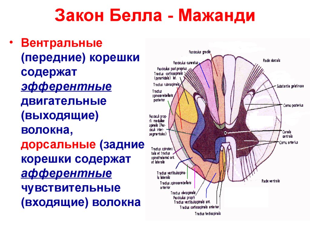 Передние корешки спинного мозга. Закон Белла Мажанди. Строение серого вещества спинного мозга. Закон Белла-Мажанди. Функции передних и задних Корешков спинного мозга. Экспериментальные факты доказывающие закон Белла-Мажанди.