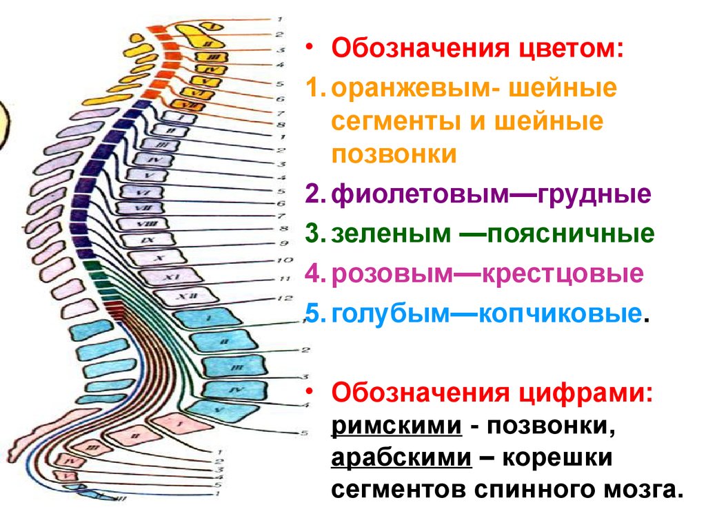 Где находится сегменты. Сегменты спинного мозга и позвоночника. Д1 сегмент спинного мозга. Сегменты спинного мозга с6 т6. Схема сегмента спинного мозга.