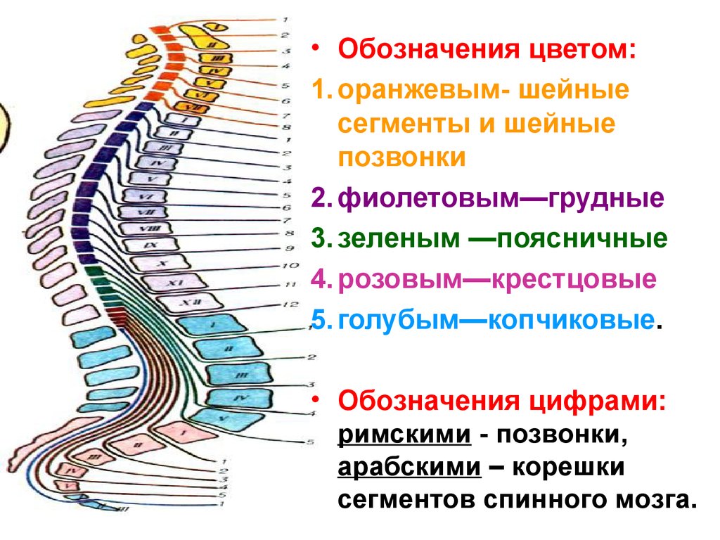 Сегмент спинного мозга. Позвоночник и сегменты спинного мозга. Соответствие сегментов спинного мозга позвонкам. Обозначение сегментов спинного мозга. Сегменты rjhtirjdпозвоночника схема.