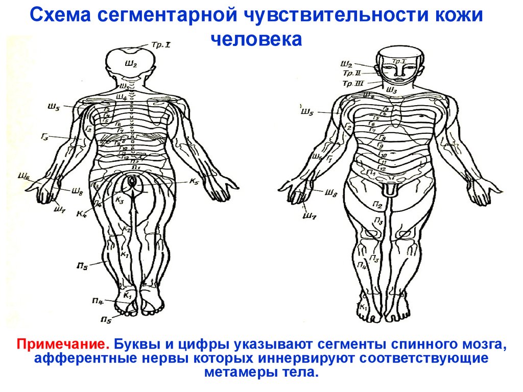 Схема чувствительности человека