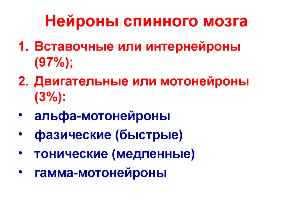 Нейроны спинного мозга