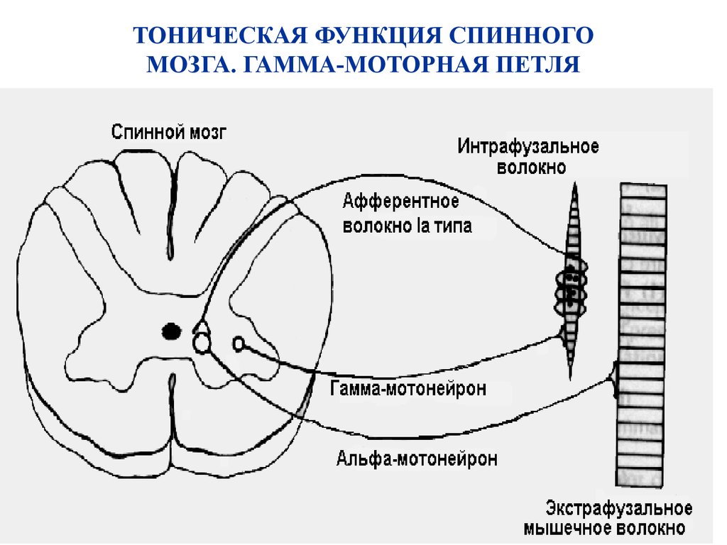 Спинальный тонус