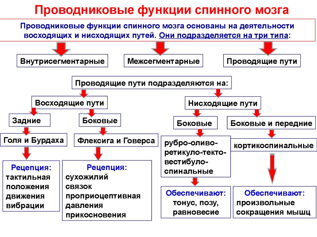 Проводниковая функция мозга. Принципы координационной деятельности рефлекторной деятельности. Методы исследования нервной системы человека. Методы исследования деятельности нервной системы. Методы исследования функций ЦНС.