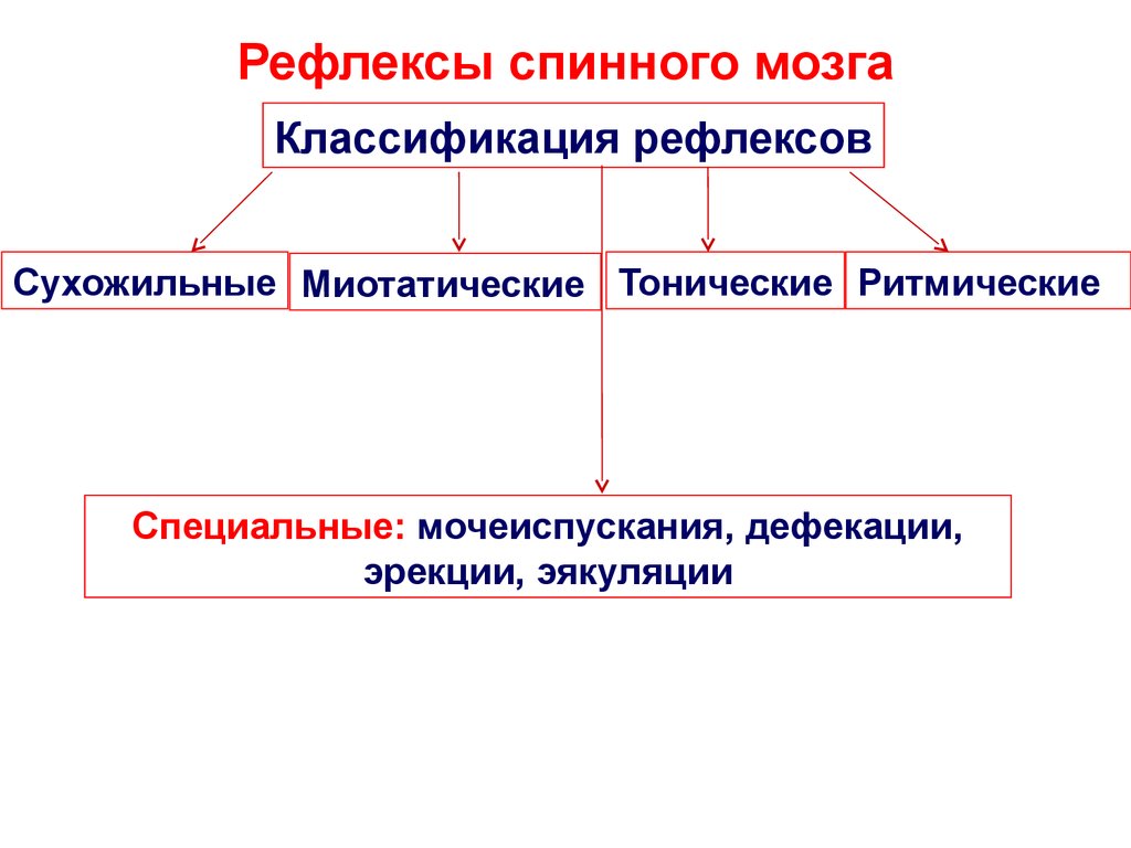 Схема рефлексов спинного мозга