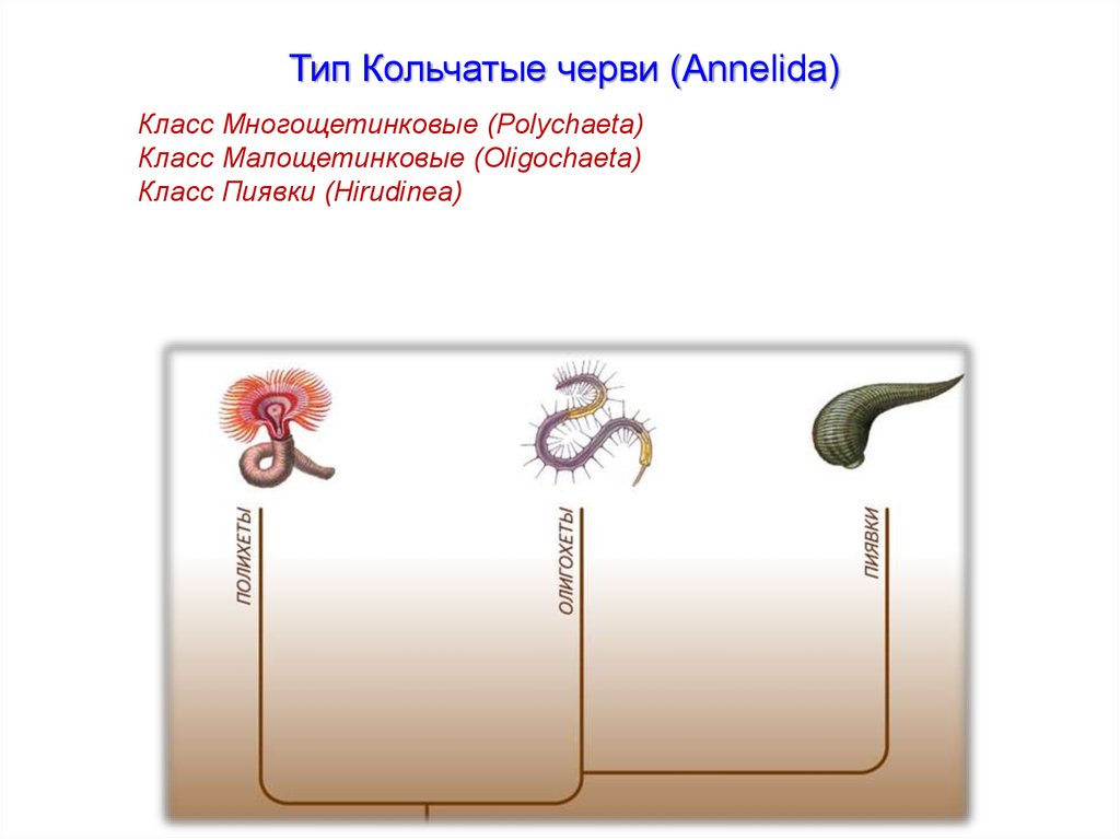 Кольчатые черви презентация