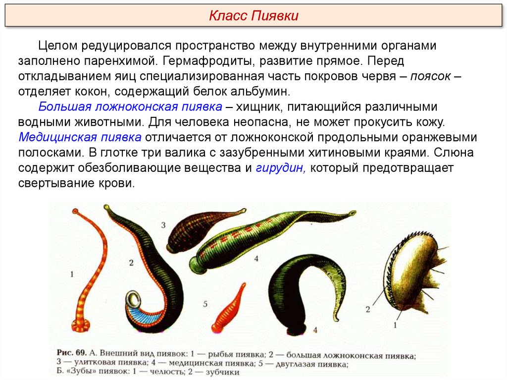 Проект разнообразие видов пиявок лечебные свойства пиявок