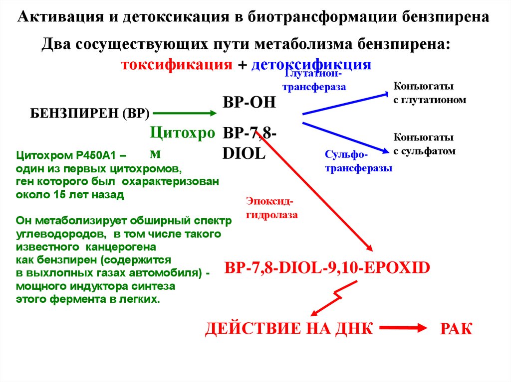 Детоксикация это простыми. Биотрансформация лекарственных средств. Конъюгаты это фармакология. Биотрансформация это в фармакологии. Метаболиты и конъюгаты.