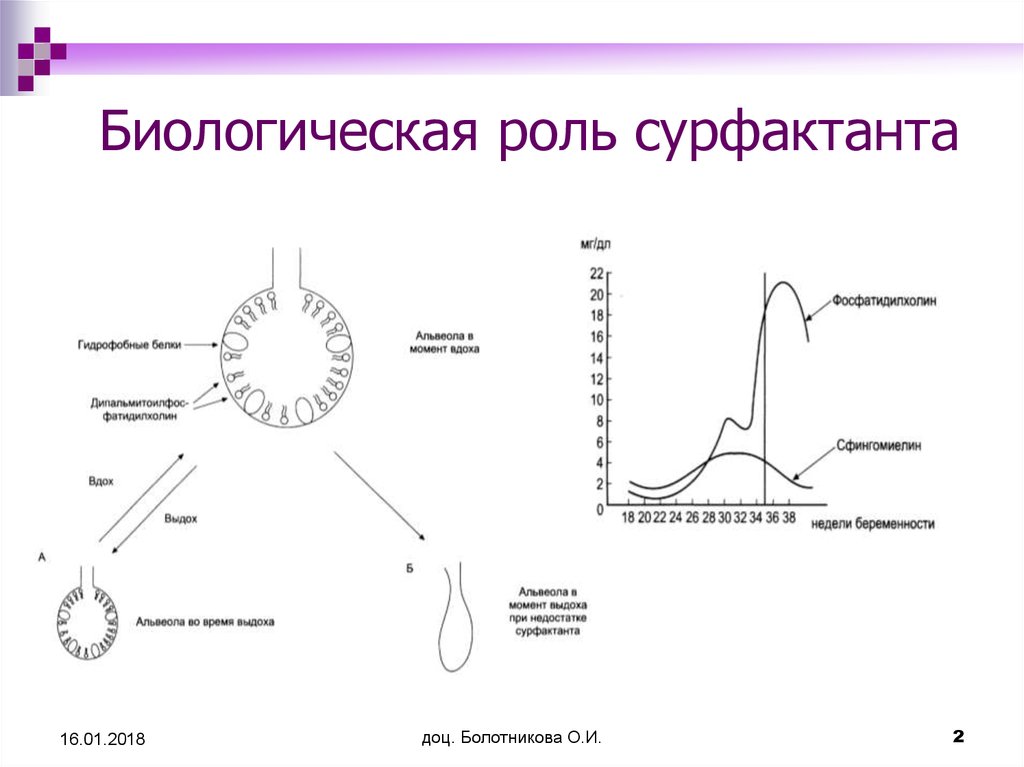 Функции сурфактанта. Сурфактант синтезируется. Лёгочный сурфактант. Сурфактант структура. Сурфактант легких.