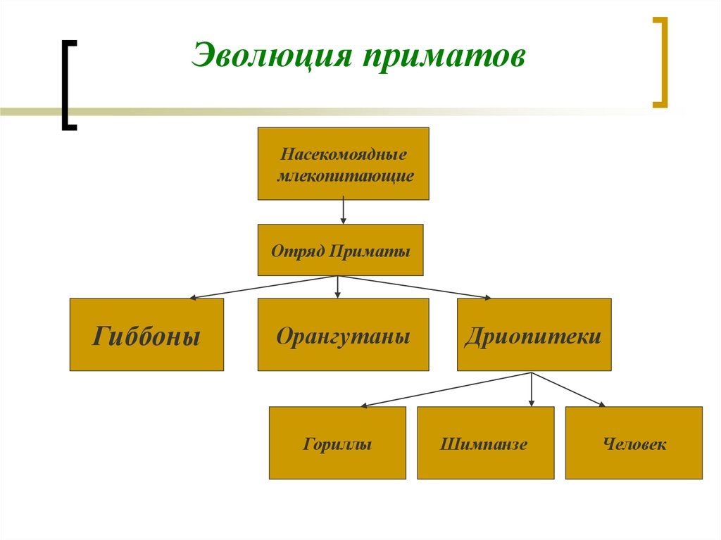 Основные этапы эволюции приматов презентация