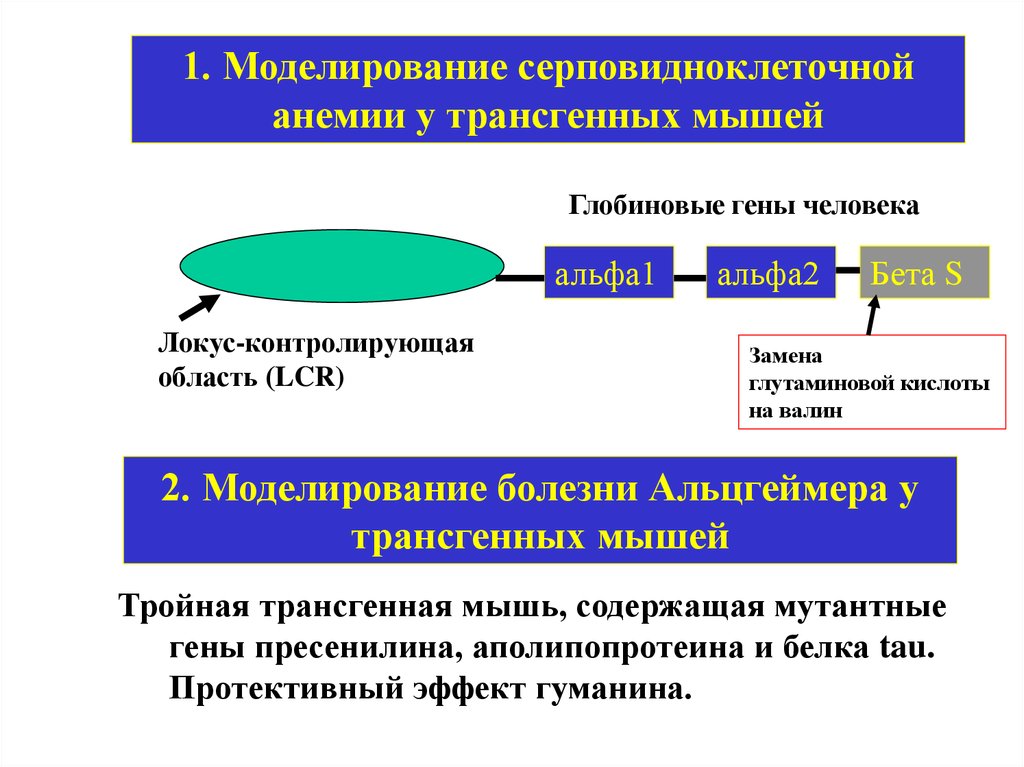 Ген альфа. Глобиновые гены. Альфа глобиновые гены. Моделирование болезней. Схема строения β-глобинового Гена человека..