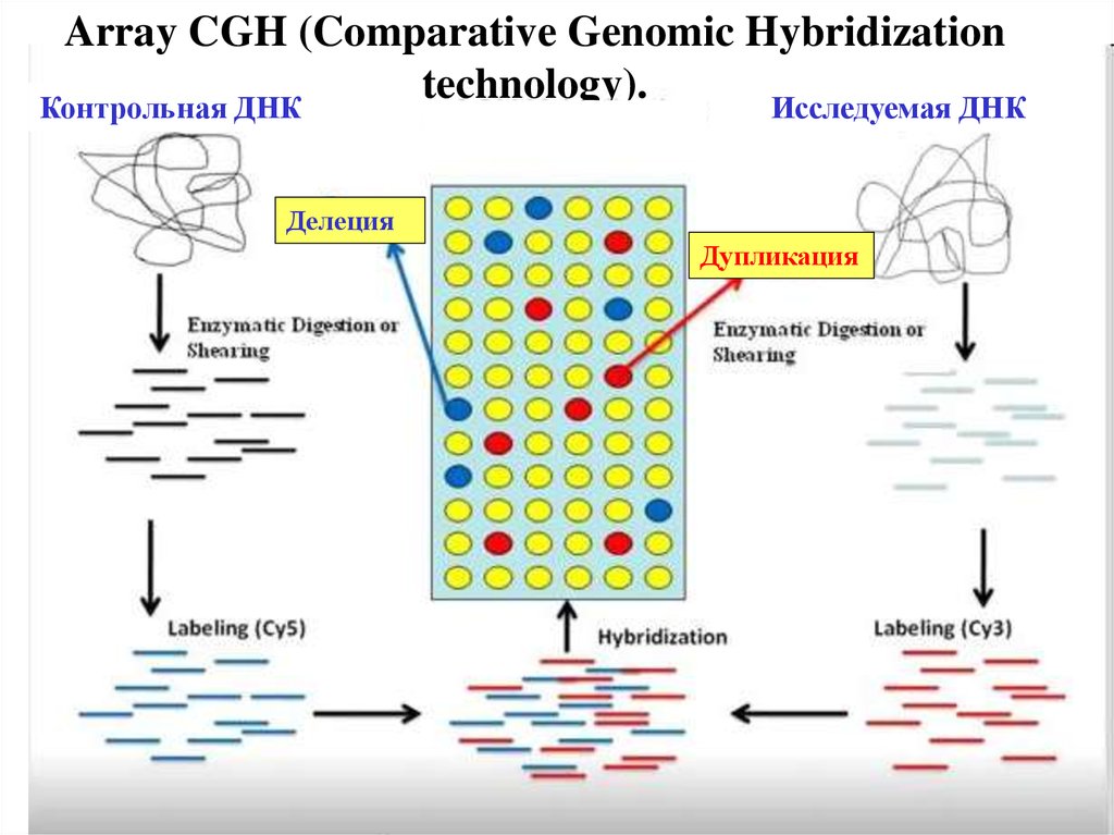 Array compare. CGH сравнительная геномная гибридизация. Метод CGH генетика. Сравнительная геномная гибридизация на микрочипах. Метод сравнительной геномной гибридизации на микрочипах.