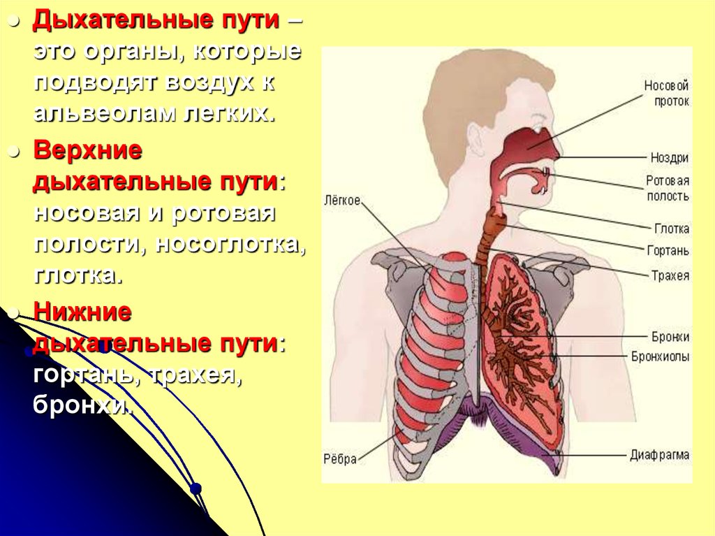Дыхательная площадь легких. Дыхательная система. Органы дыхания. Верхние дыхательные пути. Дыхательные пути в гортани.