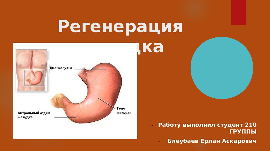 Регенерация желудка - презентация онлайн