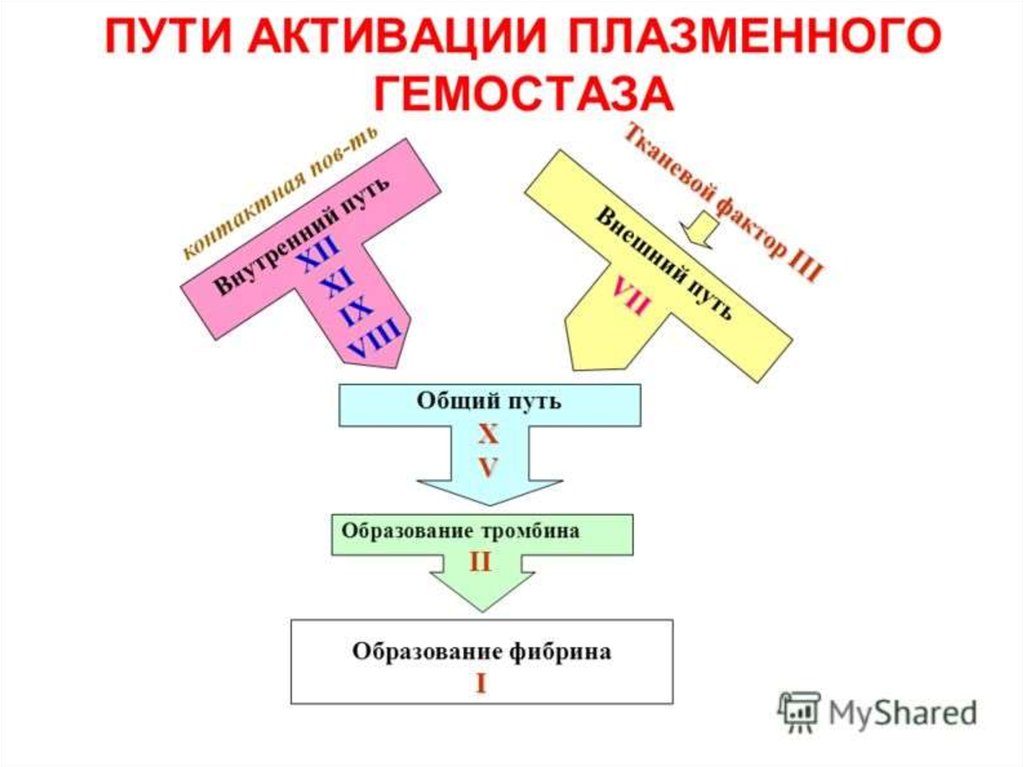 Схема плазменного гемостаза