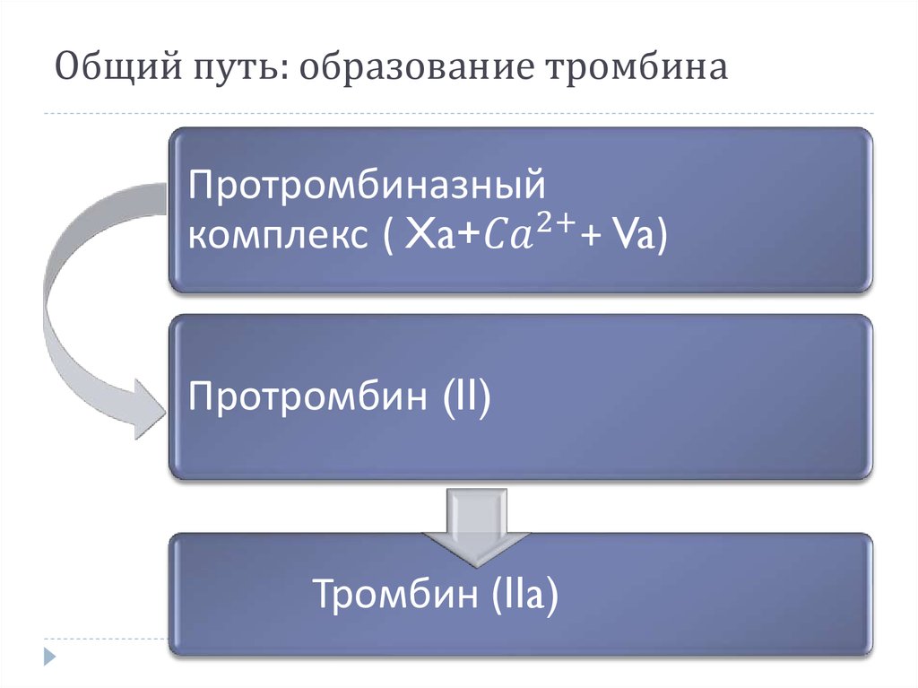 Общий путь: образование тромбина