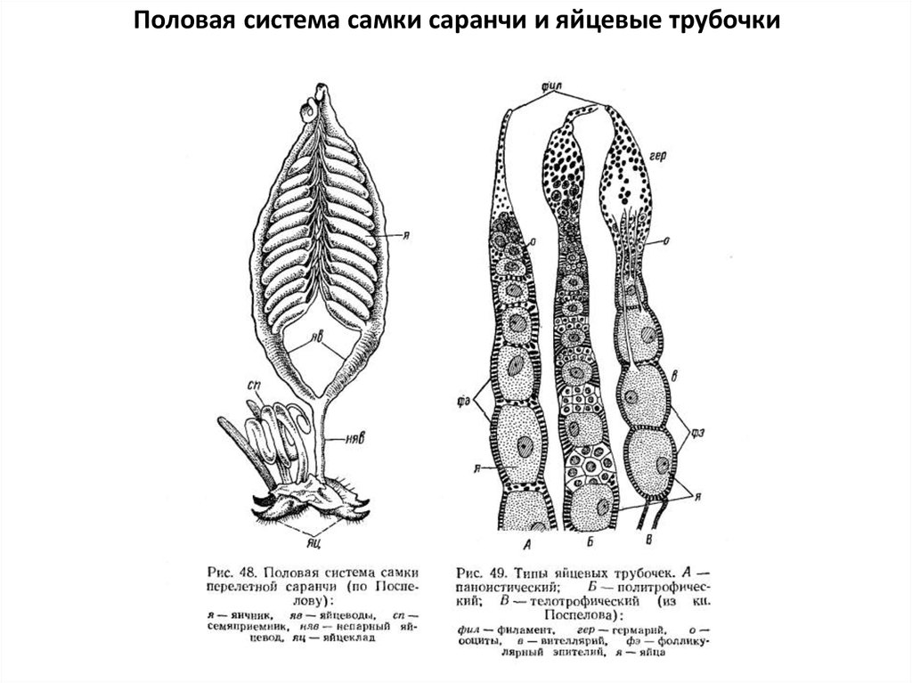 Половая система. Половая система насекомых схема. Половая система самок. Половая система самок насекомых. Половая система саранчи.