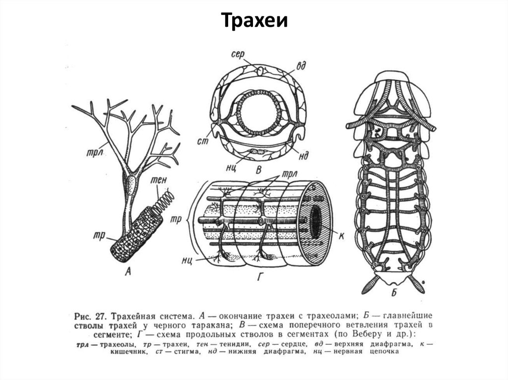 Дыхательная система насекомых рисунок